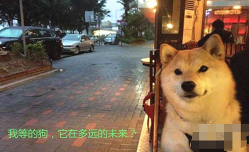 抖音母胎solo是什么 母胎solo表情包合集