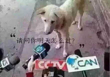 抖音母胎solo是什么 母胎solo表情包合集
