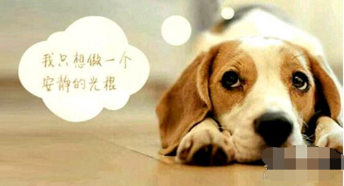 抖音母胎solo是什么 母胎solo表情包合集
