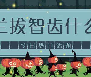 荷兰拔智齿梗介绍