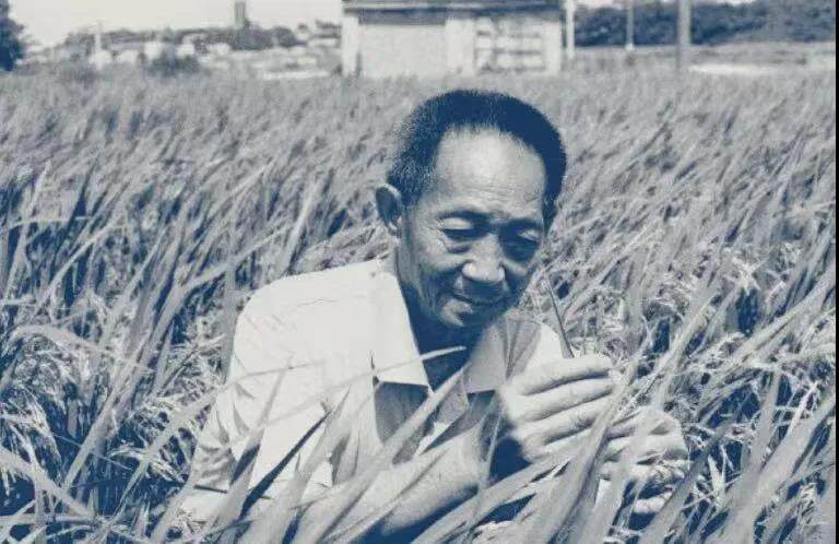 袁隆平逝世